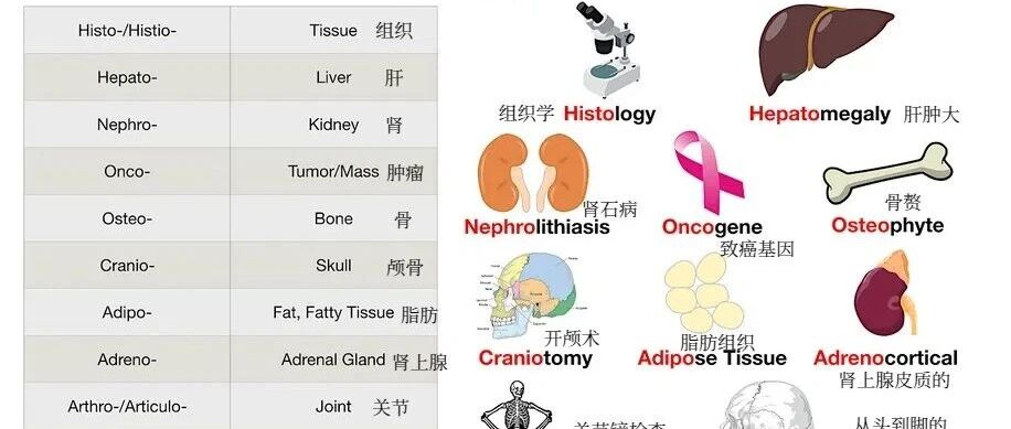词根篇丨40 个常见的医学单词词根汇总!- 大数跨境