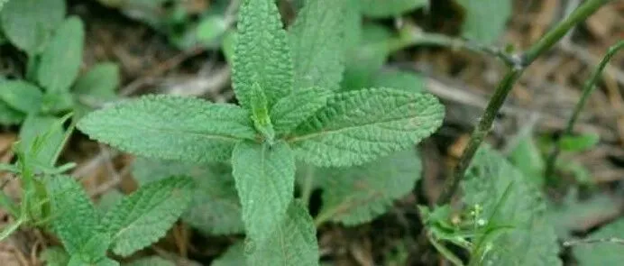 草本维度 <em>ll</em> 荔枝草