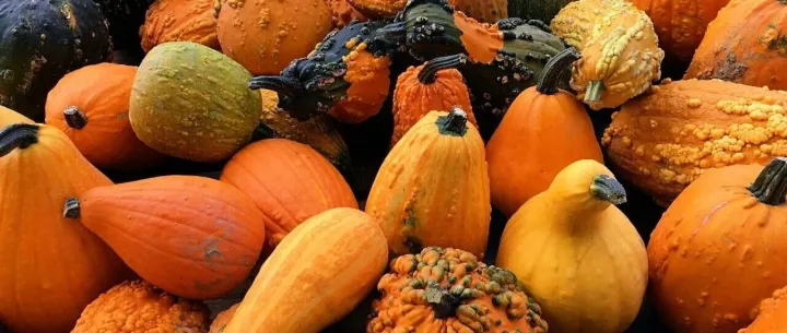 Embrace Pumpkin and Squash <em>Season</em> With These Recipes