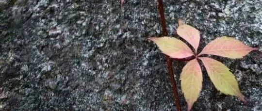 旅游营销组合理论：4P <em>4C</em> 4R 4<em>I</em> 4V