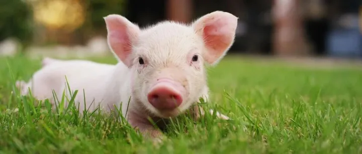 全国仔猪<em>平均价格</em>26.04元/公斤，同比下跌28.2%！