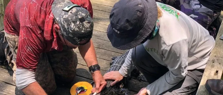 <em>Tracking</em> down the hidden pollutants that make wildlife sick