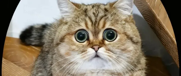 可爱<em>猫猫</em>