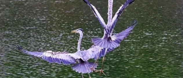 AI-<em>powered</em> 'Bird Facial Recognition' Enhances Avian Conservation