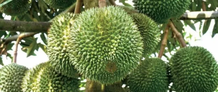 越南榴莲对华出口突遭“<em>熔断</em>”！检测实验室暂停一周