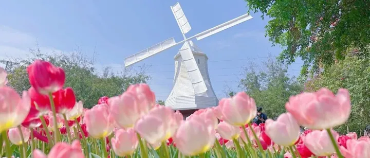 SZ’s major flower markets: <em>Where</em> daily life meets blossoms