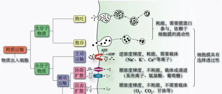 物质的<em>运输</em><em>方式</em>