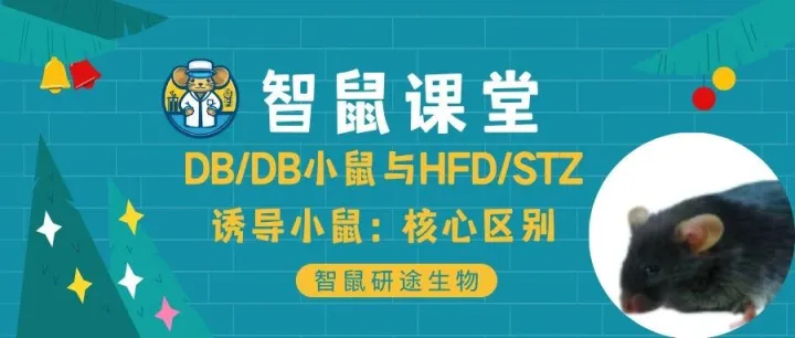 智鼠课堂 | <em>DB</em>/<em>DB</em>小鼠与HFD/STZ诱导小鼠：核心区别