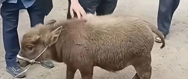 丽江街头70公斤袖珍牛以1.4万售出：是宠<em>物化</em>潮流还是猎奇消费？