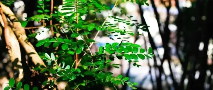 美国再次对中国启动301调查