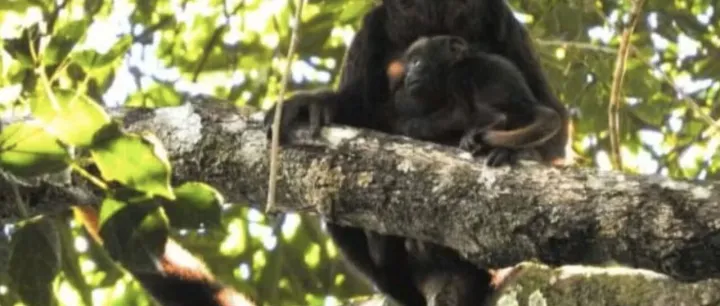 可溯源<em>病毒</em><em>传播</em>链，巴西推出国家级生物样本<em>数据</em>库