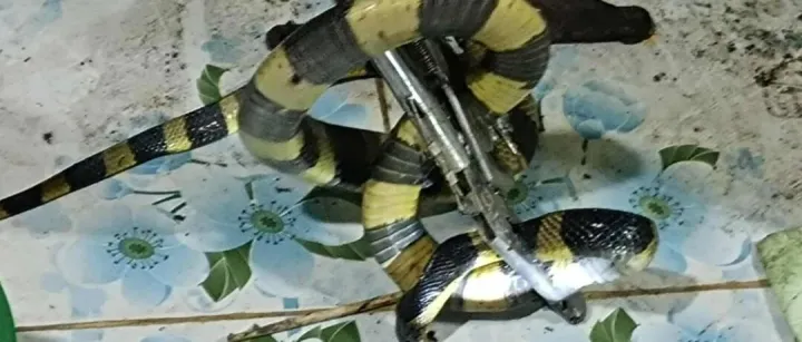 洪水退去，剧<em>毒蛇</em>来了！缅北密支那居民区频繁发现金环蛇等剧<em>毒蛇</em>~