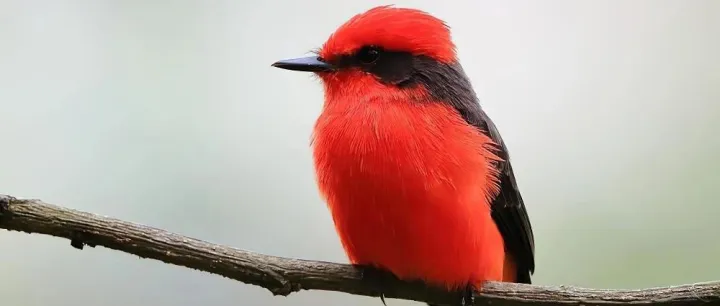 Al encuentro con el Churrinche 遇见朱红霸鹟