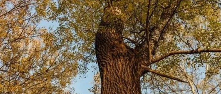 The Quebrachenses 公司：领先企业，专营高品质、高耐用性木材