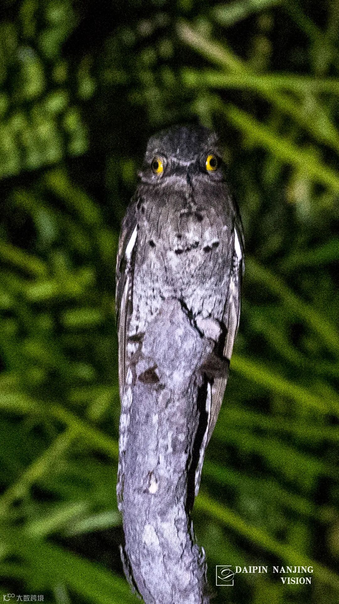 这些年撸过的那些“猫”》- 大数跨境, image size:1080x1921