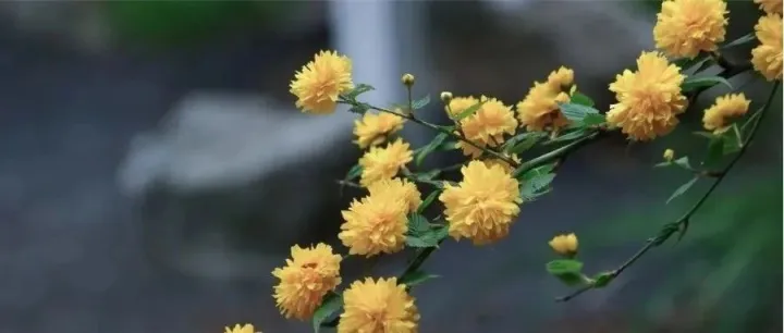 今日九九重阳节 | 秋风拂菊添满香，愿君岁岁长安康！