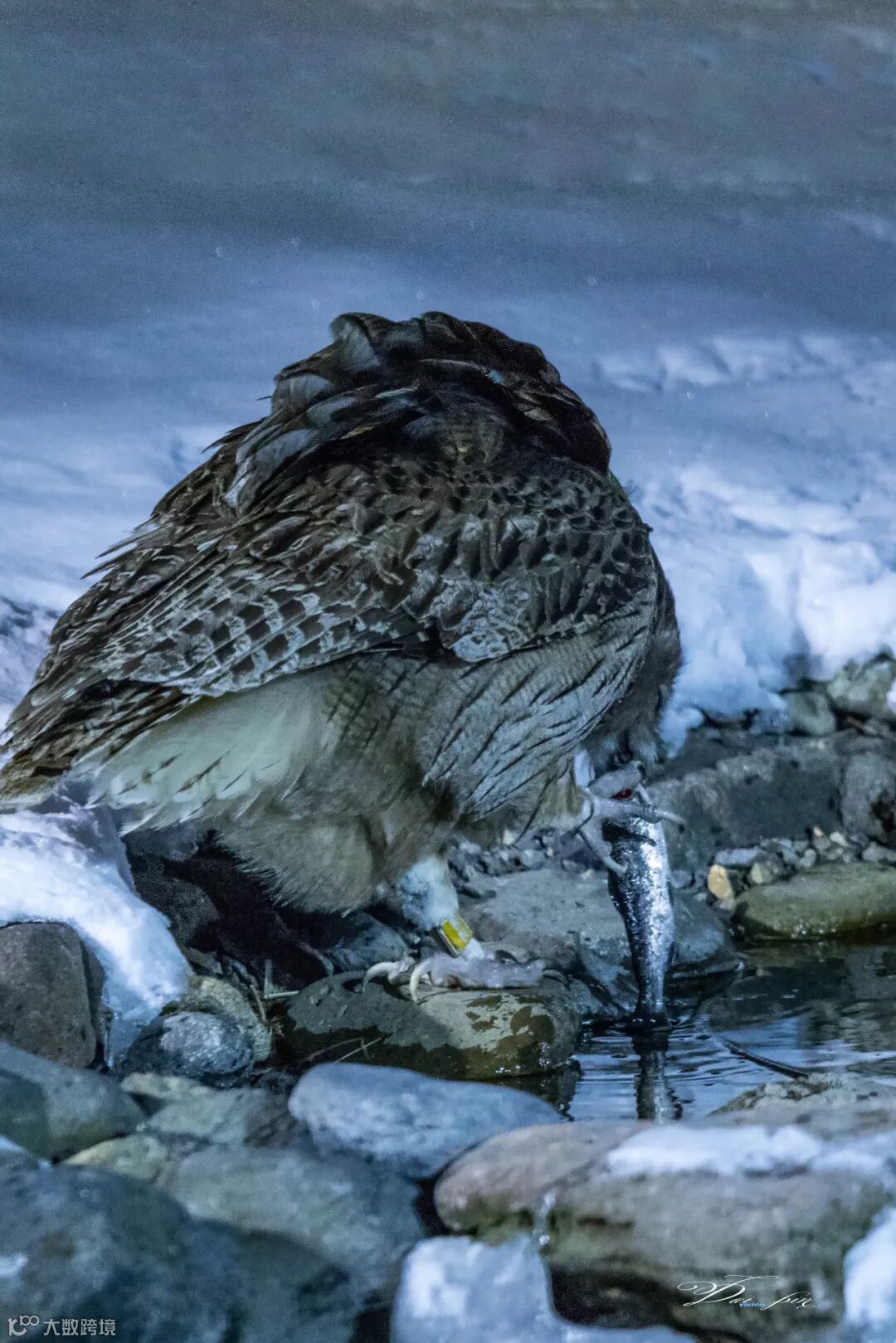 这些年撸过的那些“猫”》- 大数跨境, image size:1080x1619