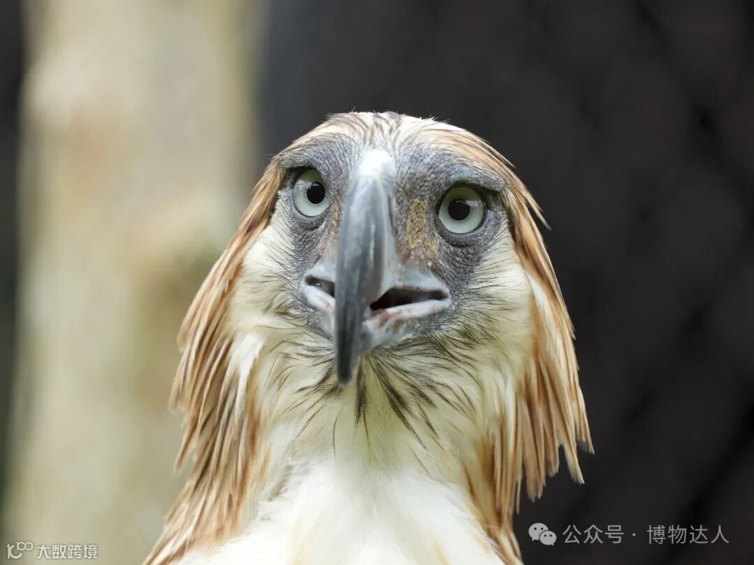 博士天团领队\u0026 秘境解锁】为什么去过新加坡动物园的人，90%都白去了？这场6日研学，让你连鲸头鹳的“婚姻状况”都了如指掌！- 大数跨境, image size:1080x809