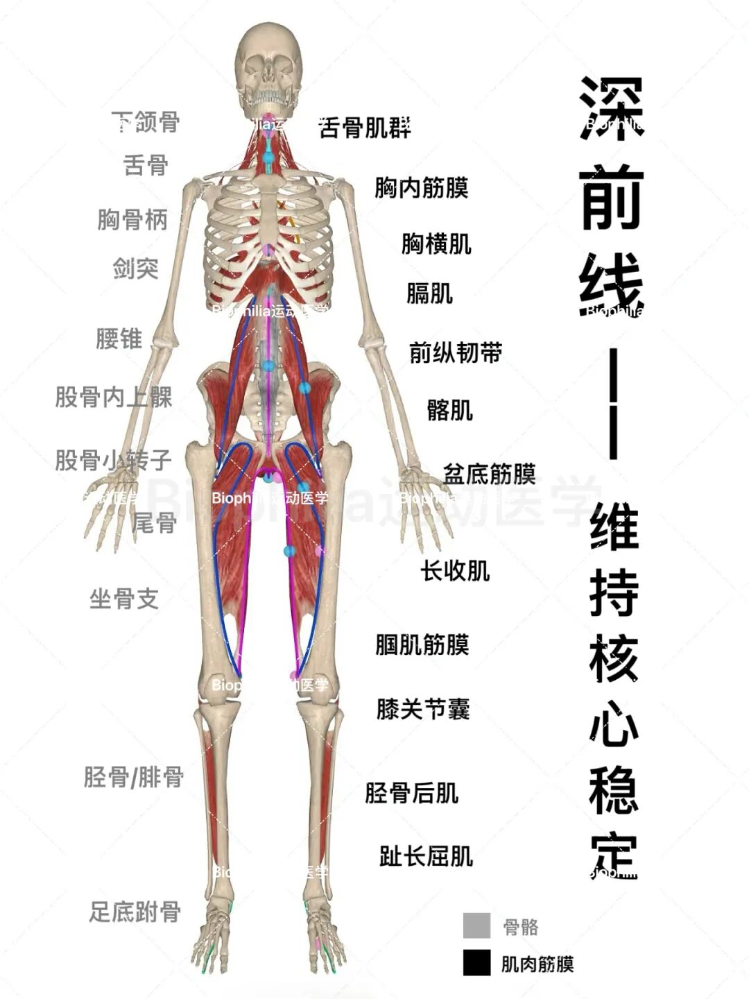 人体筋膜全解析｜包裹全身的