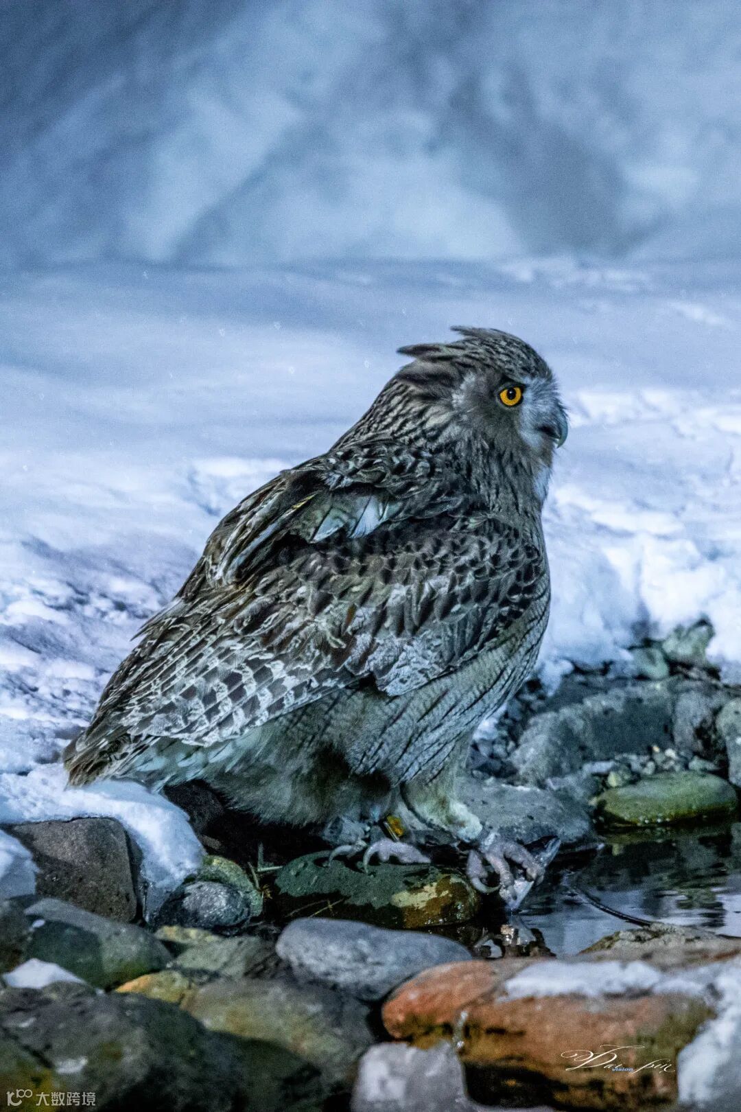 这些年撸过的那些“猫”》- 大数跨境, image size:1080x1620