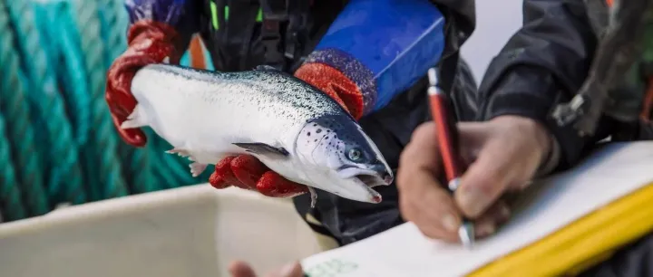 Annual <em>Monitoring</em> Report on Norwegian Farmed Fish Launched