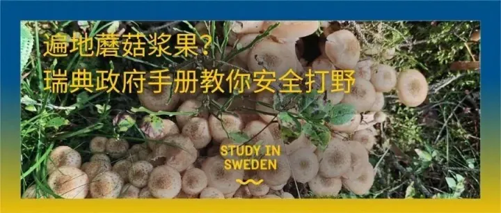 遍​地​蘑菇​浆果？​瑞典​政府​手册教​你​安全​打野​