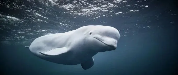 Beluga Whales at <em>Risk</em>: The Marineland Dilemma