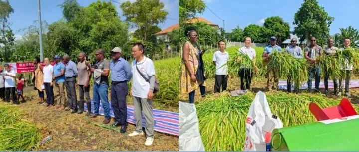圣普喜迎旱稻丰收 实现首次成功种植  — 中国专家在圣普之农技篇
