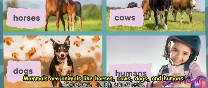 【少儿英语科普】蓝鲸百科  Blue <em>Whales</em> The Biggest Animal EVER!