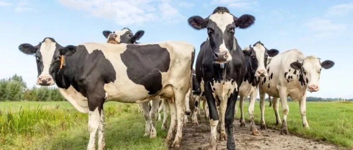 Manure Makeover: <em>How</em> Cow Dung <em>Could</em> Be the Future of...