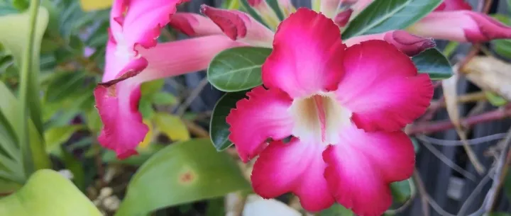 such a <em>service</em> 如此服务