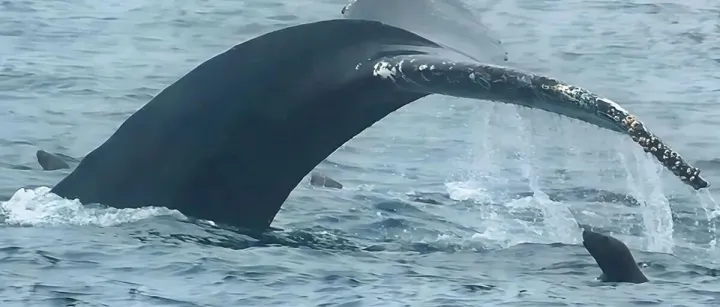 Humpback <em>Whales</em> Play Hero and Protect Smaller Marine Mammals...