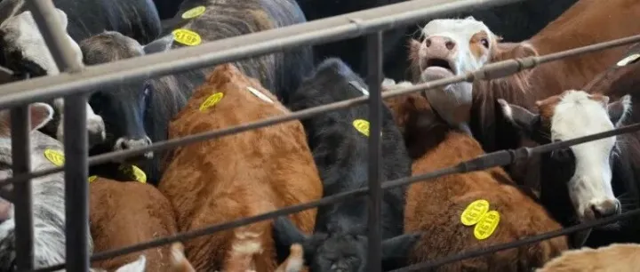 <em>Trump</em>’s Argentina beef deal angers America’s struggling farmers