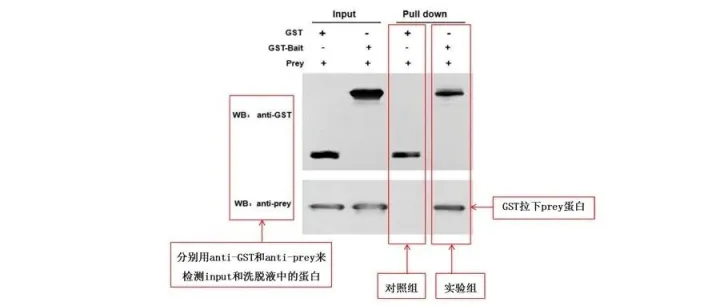 GST <em>pull</em>-down 实验怎么学？原理 + 步骤 + 结果解读，小白也能轻松上手