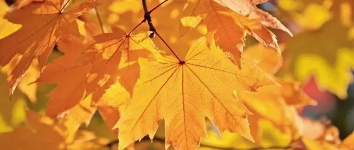 支柱二学习D15-Chapter 3 Computation of GloBE Income or <em>Loss</em> 3.3.3-6