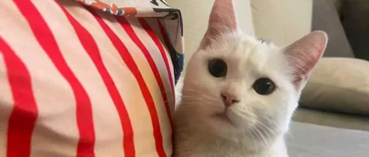 Clever and Affectionate Kitten "Momo" Is Ready For <em>Adoption</em>!