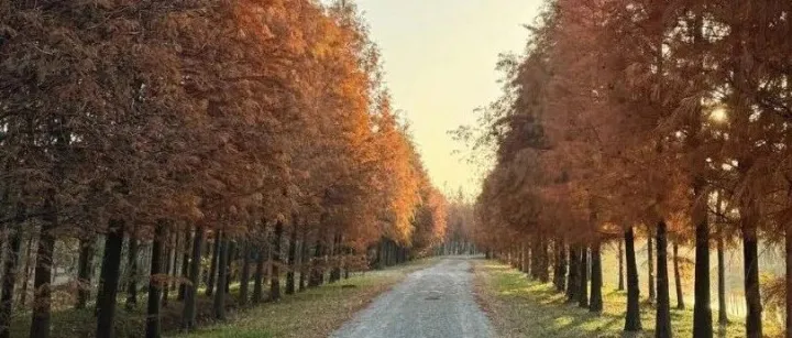 HHP New <em>Law</em> Express