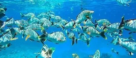 从<em>法属</em><em>波利尼西亚</em>到皮特凯恩岛：解锁遗世独立的海岛奇遇