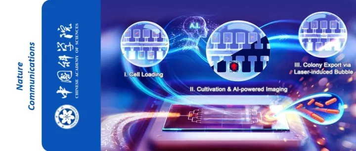 CAS: Researchers Develop AI-<em>Powered</em> "Digital Colony Picker" to…