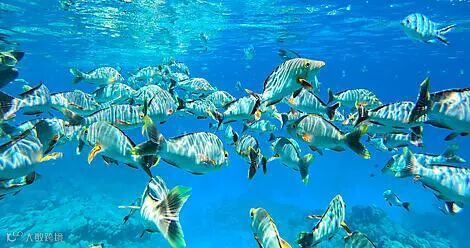 Mataiva, Tuamotu Islands