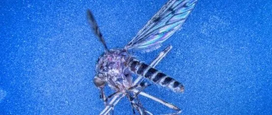 Mosquitoes found in <em>Iceland</em> for fitrst time