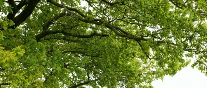 <em>怎么</em>挑选火龙<em>果</em>火龙<em>果</em>选购技巧_美食养生