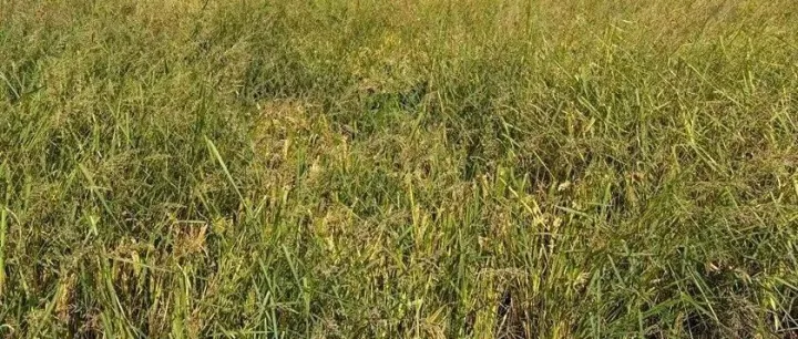 中铁十四局稻田“撂荒”引质疑