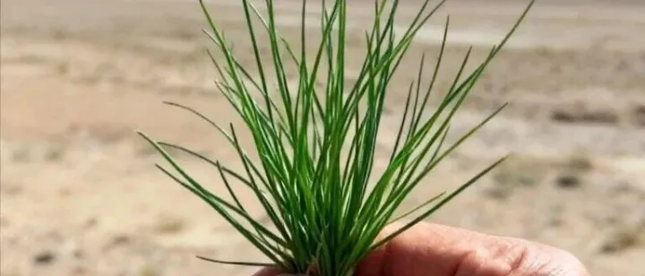 1994年，为了这口全身是<em>宝</em>的沙<em>葱</em>，我们坐驴车、翻过车，却从不后悔