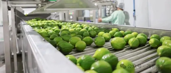 茂名：科技<em>点</em>“<em>果</em>”成金，一条生产线实现水果“全<em>果</em>利用”