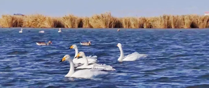 振翅舞秋风~<em>阿拉善</em>迎来候鸟迁徙高峰