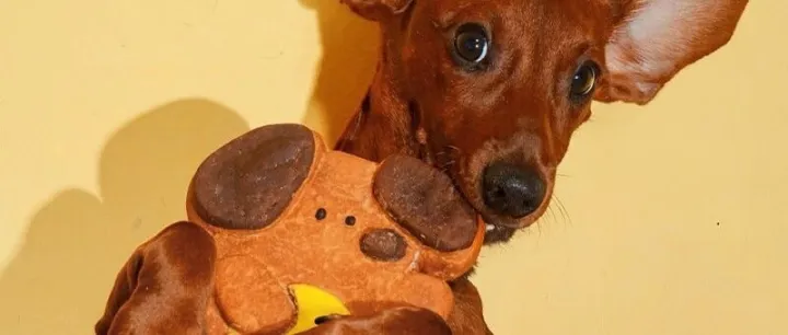 2025 <em>除</em>七宠物<em>手工</em>月饼 | 你想象不到 毛孩子的月饼 可以<em>有</em>多萌！