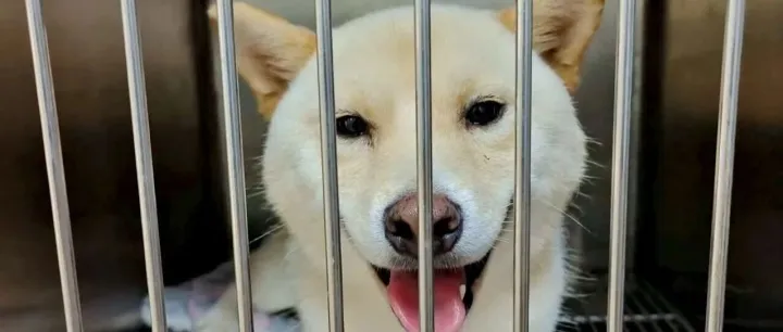 「暖心金毛」+「微笑<em>柴</em><em>犬</em>」组合正式出道！求打Call求包养！