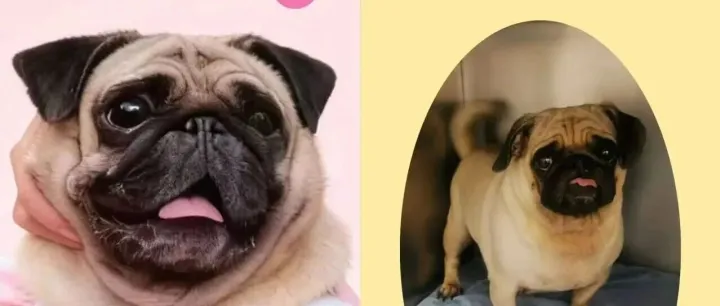 11月8日-11月9日LULUNI虹桥天地领养日活动预告（周日为巴哥专场）