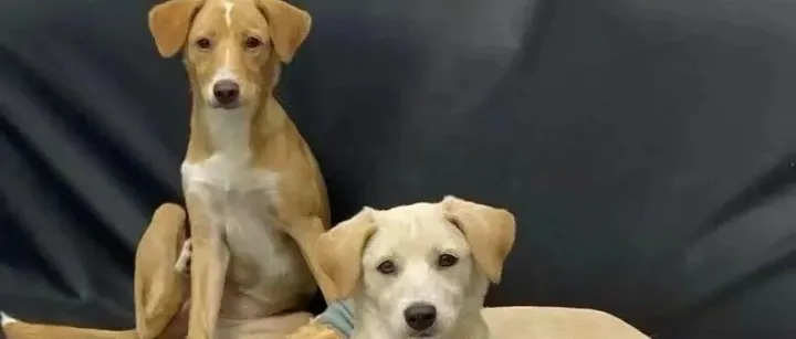 6个月女宝LuLu/皮皮，给你的生活加点甜